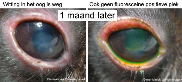 Een konijn met een witting op de cornea STT te laag = KCS of droge ogen is na 1 maand genezen, Dierenkliniek Wilhelminapark, Utrecht